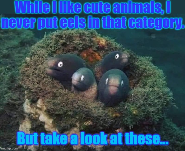 Unexpectedly adorable | While I like cute animals, I
never put eels in that category. But take a look at these... | image tagged in 4 eels,cute animals,a surprise to be sure,nest | made w/ Imgflip meme maker
