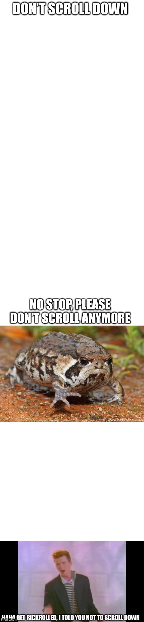 Don’t scroll down | DON’T SCROLL DOWN; NO STOP, PLEASE DON’T SCROLL ANYMORE; HAHA GET RICKROLLED, I TOLD YOU NOT TO SCROLL DOWN | image tagged in blank white template,grumpy toad | made w/ Imgflip meme maker