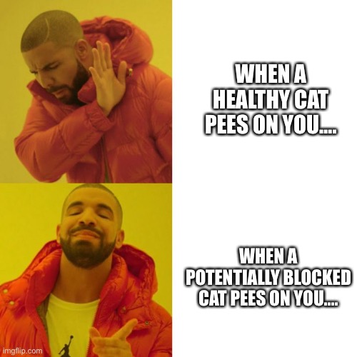 For all you Vet Tech’s out there. | WHEN A HEALTHY CAT PEES ON YOU…. WHEN A POTENTIALLY BLOCKED CAT PEES ON YOU…. | image tagged in drake like-dislike | made w/ Imgflip meme maker