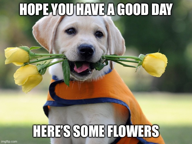 Have a nice day XD | HOPE YOU HAVE A GOOD DAY; HERE’S SOME FLOWERS | image tagged in cute dog | made w/ Imgflip meme maker