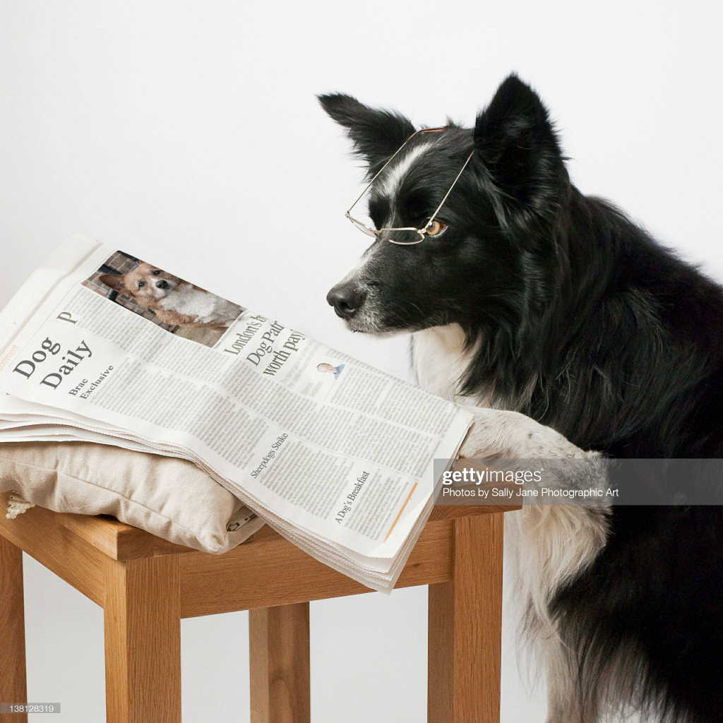 High Quality Dog reading newspaper 1 Blank Meme Template