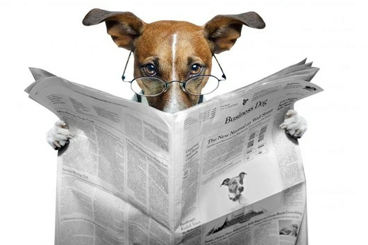 Dog reading newspaper 2 Blank Meme Template