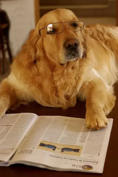 Dog reading newspaper 4 Blank Meme Template