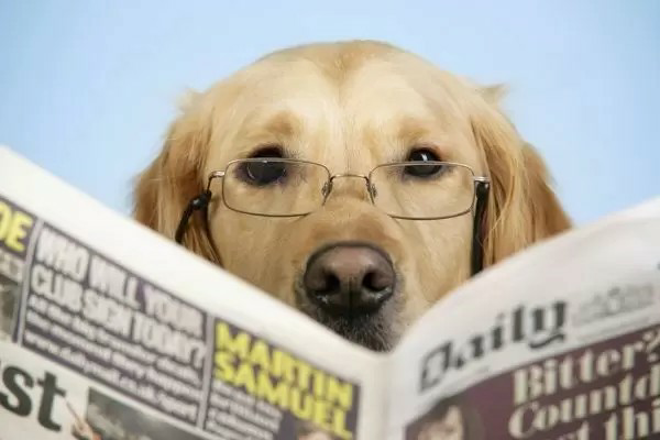 Dog reading newspaper 5 Blank Meme Template