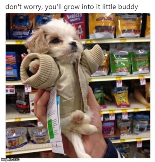 Time will tell, little one | image tagged in memes,fun,dogs,woof,bark | made w/ Imgflip meme maker
