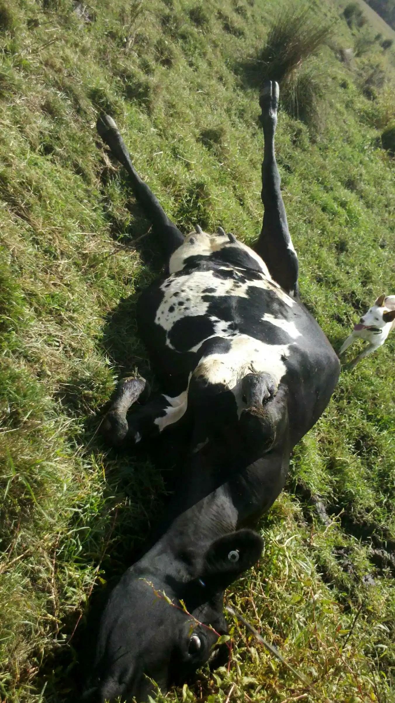 Cow laying flat on back Blank Meme Template