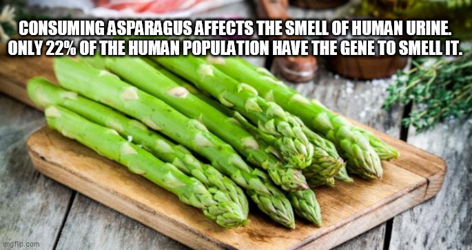 asspregrass | CONSUMING ASPARAGUS AFFECTS THE SMELL OF HUMAN URINE. ONLY 22% OF THE HUMAN POPULATION HAVE THE GENE TO SMELL IT. | image tagged in asspregrass | made w/ Imgflip meme maker