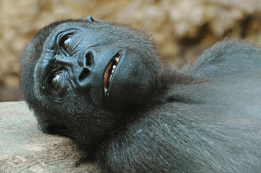 Gorilla lying on back close up Blank Meme Template