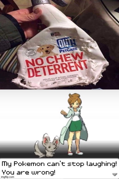 It's pretty much chewed up.......... | image tagged in my pokemon can't stop laughing you are wrong,memes,funny,funny memes,gifs,not really a gif | made w/ Imgflip meme maker
