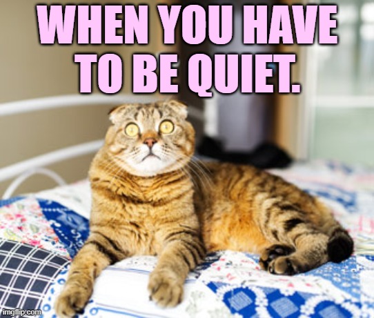 This Is What Happens | WHEN YOU HAVE TO BE QUIET. | image tagged in memes,cats,what happened,when,order,quiet | made w/ Imgflip meme maker