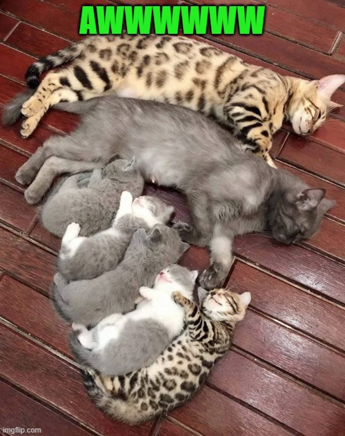 AWWWWWW | made w/ Imgflip meme maker