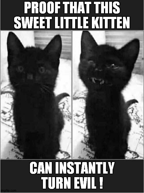 An Evil Kitten ! | PROOF THAT THIS SWEET LITTLE KITTEN; CAN INSTANTLY TURN EVIL ! | image tagged in cats,kitten,evil | made w/ Imgflip meme maker