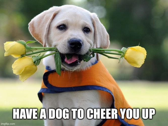 Cute dog |  HAVE A DOG TO CHEER YOU UP | image tagged in cute dog | made w/ Imgflip meme maker