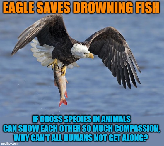eagle saves drowning fish | EAGLE SAVES DROWNING FISH; IF CROSS SPECIES IN ANIMALS CAN SHOW EACH OTHER SO MUCH COMPASSION, WHY CAN'T ALL HUMANS NOT GET ALONG? | image tagged in eagle,fishing | made w/ Imgflip meme maker