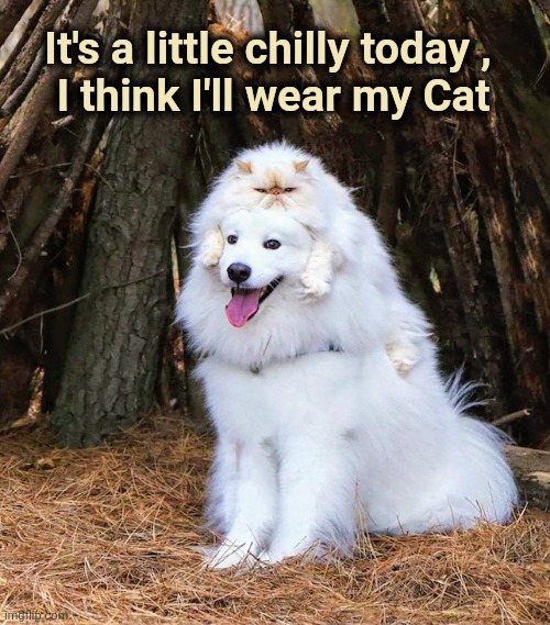 . . . and matching coat | It's a little chilly today , 
I think I'll wear my Cat | image tagged in funny dogs,cold weather,grumpy cat,comfort,warm | made w/ Imgflip meme maker