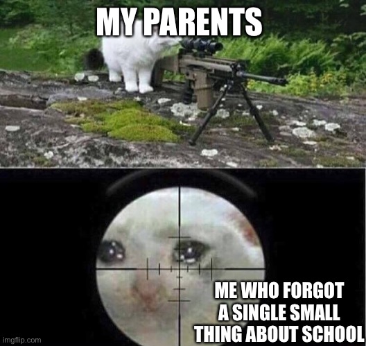 Sniper cat | MY PARENTS; ME WHO FORGOT A SINGLE SMALL THING ABOUT SCHOOL | image tagged in sniper cat | made w/ Imgflip meme maker