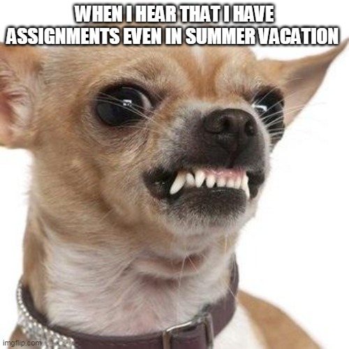 Angry chihuahua  |  WHEN I HEAR THAT I HAVE ASSIGNMENTS EVEN IN SUMMER VACATION | image tagged in angry chihuahua | made w/ Imgflip meme maker