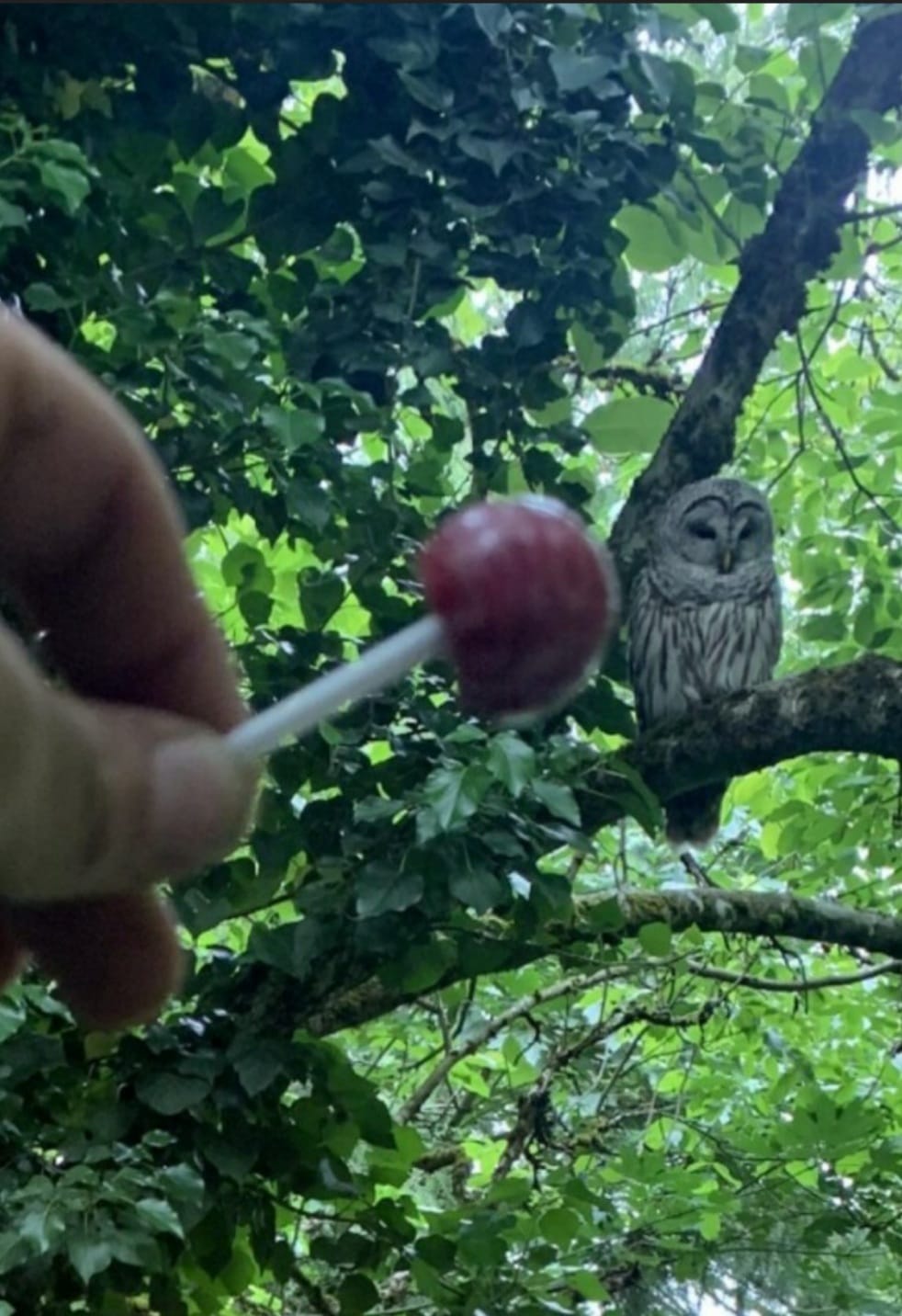 High Quality Tootsie Pop Owl Fail Blank Meme Template