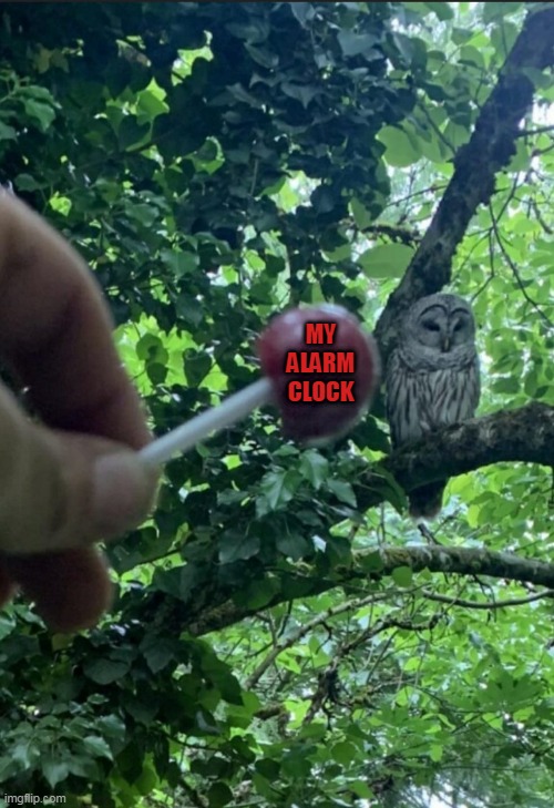 Tootsie Pop Owl Fail | MY ALARM CLOCK | image tagged in tootsie pop owl fail,memes,alarm clock,owls,candy,mondays | made w/ Imgflip meme maker