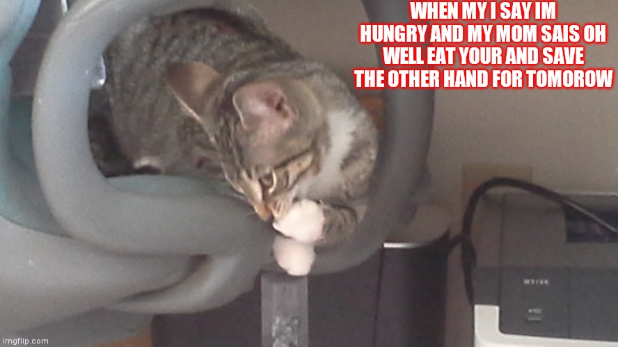 "Logic" | WHEN MY I SAY IM HUNGRY AND MY MOM SAIS OH WELL EAT YOUR AND SAVE THE OTHER HAND FOR TOMOROW | image tagged in cats | made w/ Imgflip meme maker