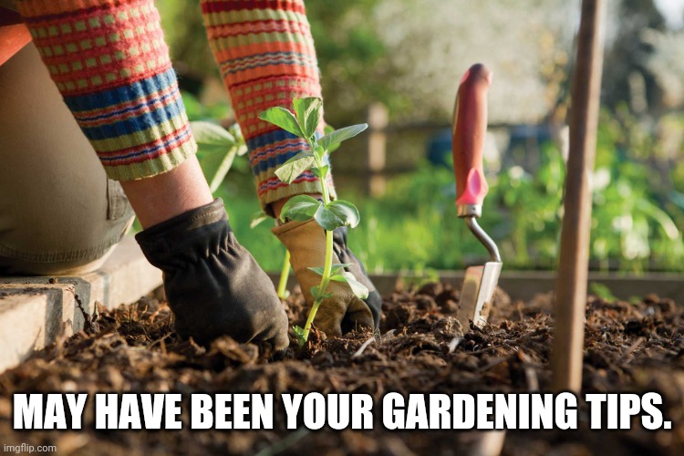 Gardening | MAY HAVE BEEN YOUR GARDENING TIPS. | image tagged in gardening | made w/ Imgflip meme maker