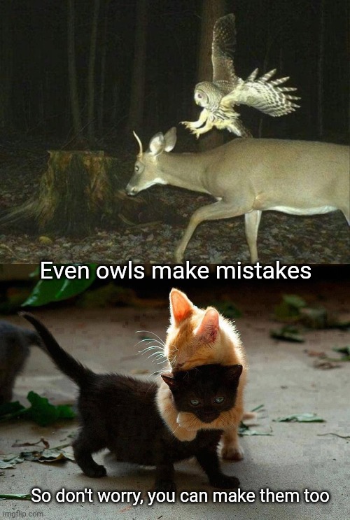 Owl Error | Even owls make mistakes; So don't worry, you can make them too | image tagged in kitten hug,owl,error,kittens,free hugs | made w/ Imgflip meme maker