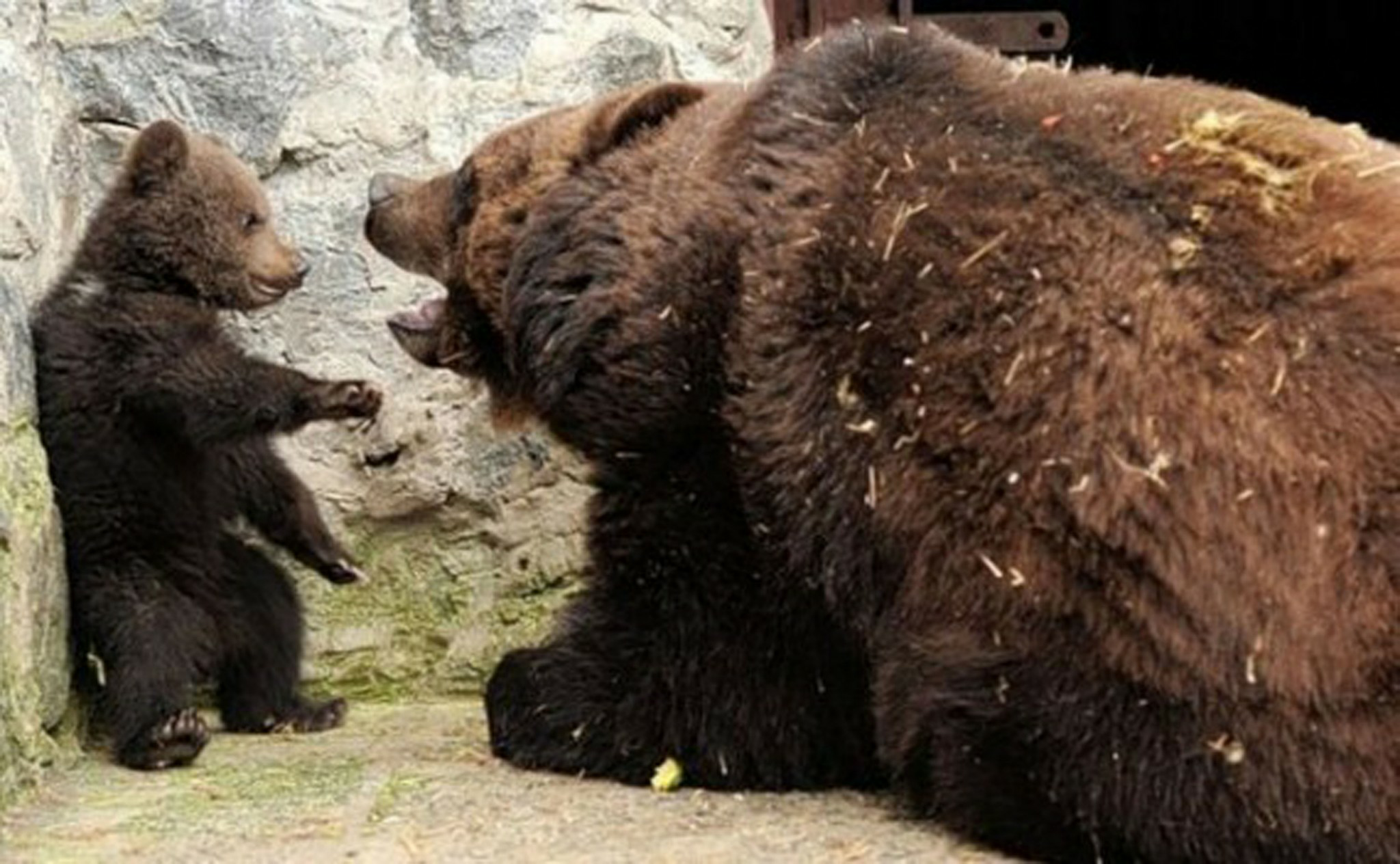 High Quality Bear mama angry with baby bear Blank Meme Template