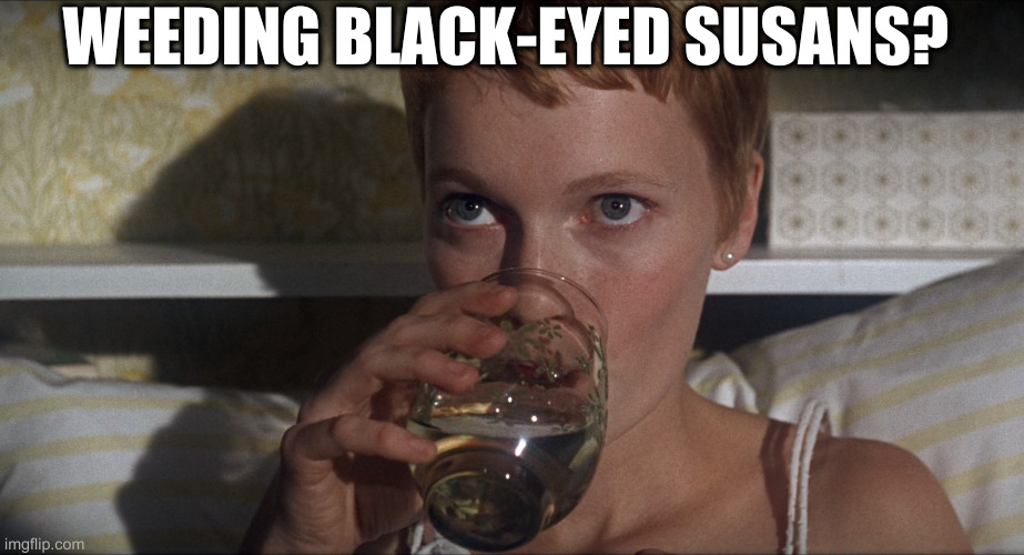 Rosemary | WEEDING BLACK-EYED SUSANS? | image tagged in rosemary | made w/ Imgflip meme maker