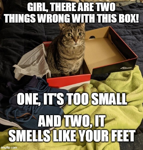 GIRL, THERE ARE TWO THINGS WRONG WITH THIS BOX! ONE, IT'S TOO SMALL; AND TWO, IT SMELLS LIKE YOUR FEET | image tagged in memes,cats,cat,box,Catmemes | made w/ Imgflip meme maker