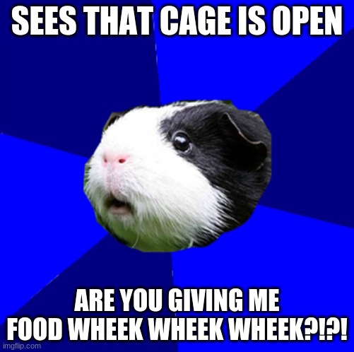 Cage is open/ guinea pig / food | SEES THAT CAGE IS OPEN; ARE YOU GIVING ME FOOD WHEEK WHEEK WHEEK?!?! | image tagged in scumbag guinea pig | made w/ Imgflip meme maker