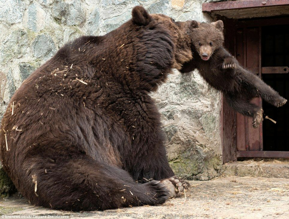 High Quality Bear baby rough discipline from mama bear Blank Meme Template