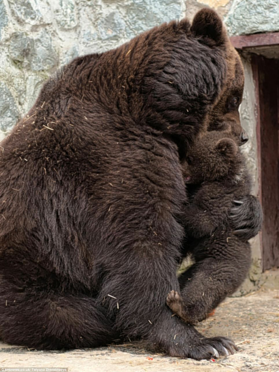High Quality Bear cub rough discipline from mama bear 3 Blank Meme Template