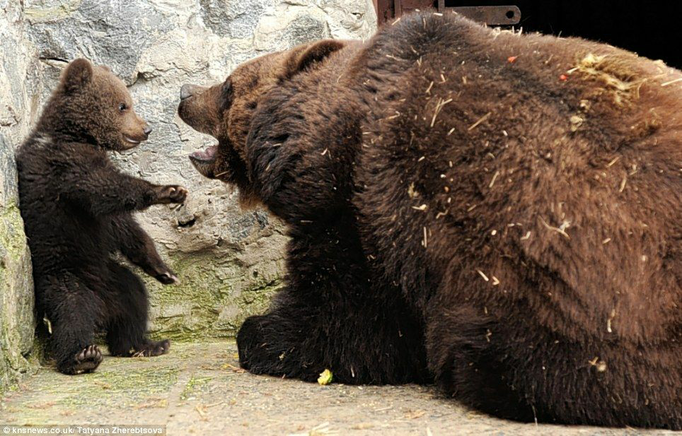 High Quality Bear cub rough discipline from mama bear 4 Blank Meme Template