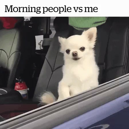 2 very different dogs Blank Meme Template