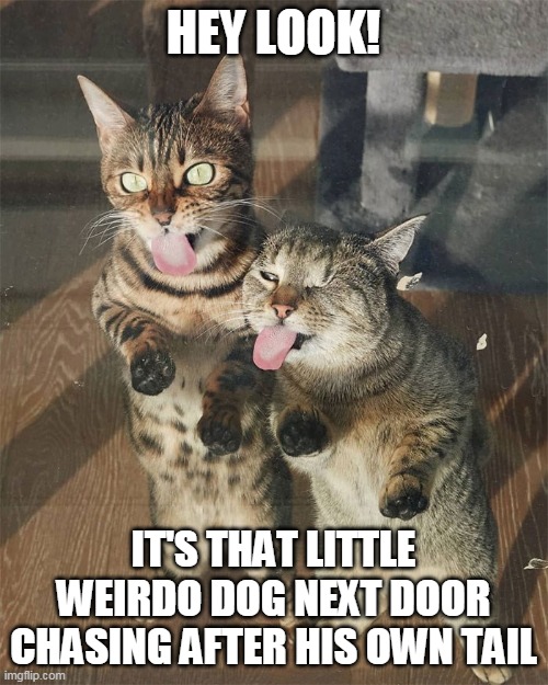 HEY LOOK! IT'S THAT LITTLE WEIRDO DOG NEXT DOOR CHASING AFTER HIS OWN TAIL | image tagged in memes,cats | made w/ Imgflip meme maker