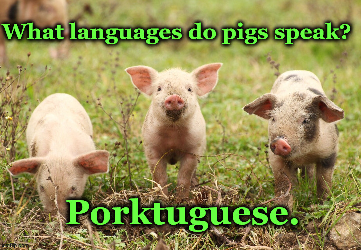 pigs | What languages do pigs speak? Porktuguese. | image tagged in pigs | made w/ Imgflip meme maker