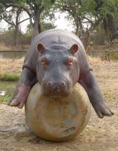 Happy hippo | image tagged in happy hippo | made w/ Imgflip meme maker