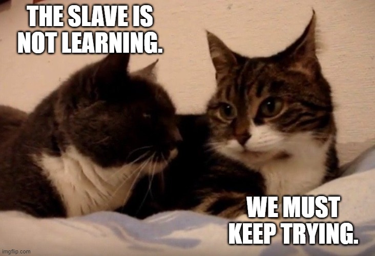 Cats Frustrated With Their Slave | THE SLAVE IS NOT LEARNING. WE MUST KEEP TRYING. | image tagged in cats,human slaves | made w/ Imgflip meme maker