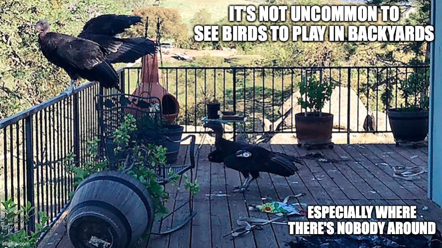Vultures in Porch | IT'S NOT UNCOMMON TO SEE BIRDS TO PLAY IN BACKYARDS; ESPECIALLY WHERE THERE'S NOBODY AROUND | image tagged in backyard,birds,memes | made w/ Imgflip meme maker