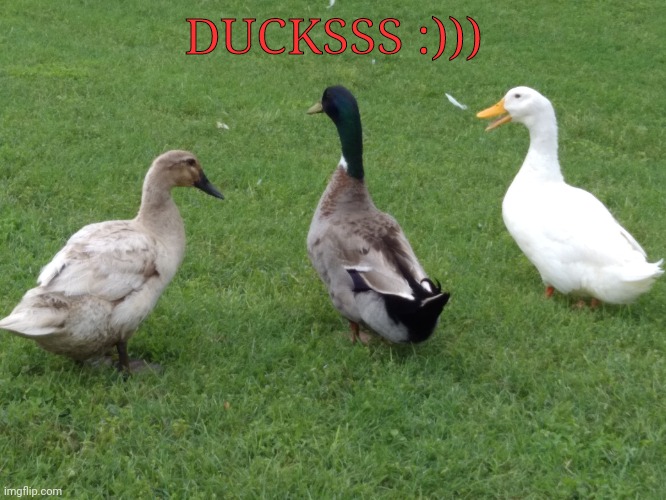 I was feeding them guinea pig food ._. | DUCKSSS :))) | image tagged in jdkdbxvx | made w/ Imgflip meme maker