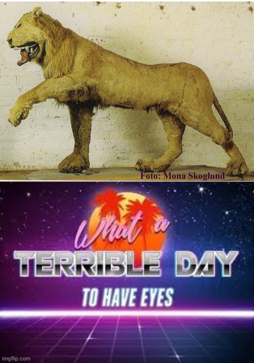 this is literally a lion taxidermy attempt from the 1700s | image tagged in what a terrible day to have eyes | made w/ Imgflip meme maker