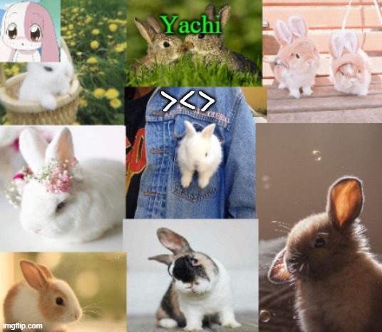 Yachis bunny temp part 2 | ><> | image tagged in yachis bunny temp part 2 | made w/ Imgflip meme maker