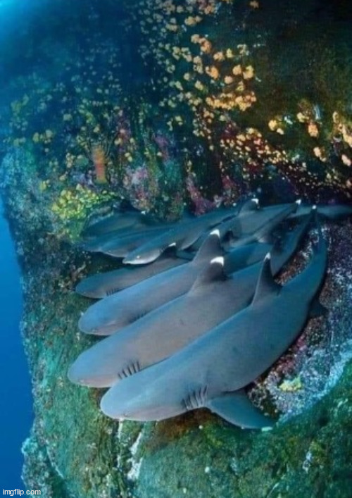 https://imgflip.com/memegenerator/321721355/Me-and-the-boys-shark-edition | image tagged in me and the boys shark edition | made w/ Imgflip meme maker