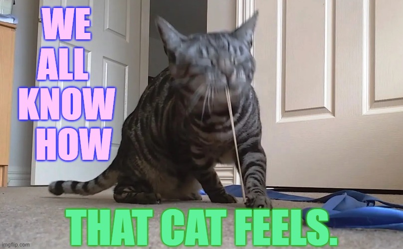 WE ALL  KNOW   HOW THAT CAT FEELS. | made w/ Imgflip meme maker
