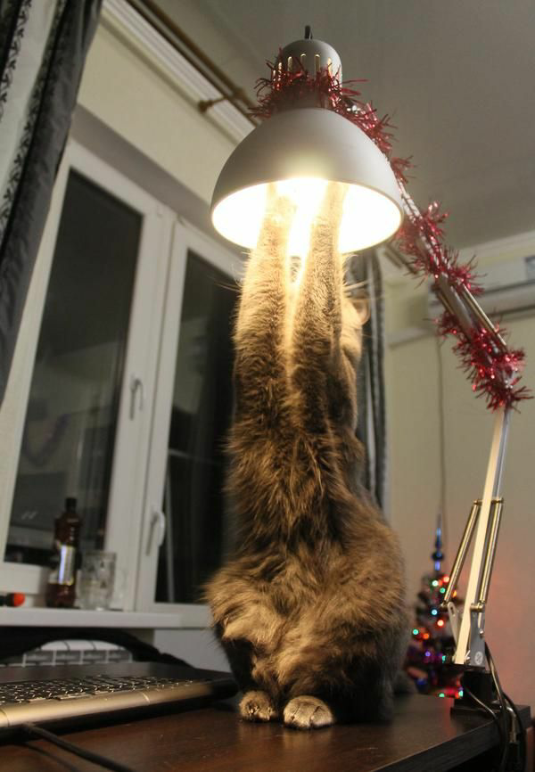 High Quality Cat changing light bulb 1 Blank Meme Template