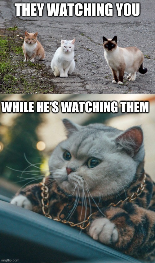 THEY WATCHING YOU; WHILE HE'S WATCHING THEM | image tagged in cats,wrong neighboorhood cats | made w/ Imgflip meme maker