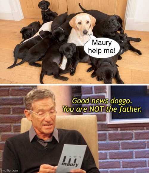 Child Support | Maury help me! Good news doggo. You are NOT the father. | image tagged in funny memes,funny dog memes | made w/ Imgflip meme maker