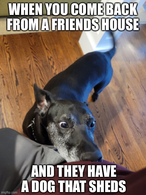Insane dog | WHEN YOU COME BACK FROM A FRIENDS HOUSE; AND THEY HAVE A DOG THAT SHEDS | image tagged in insane dog | made w/ Imgflip meme maker