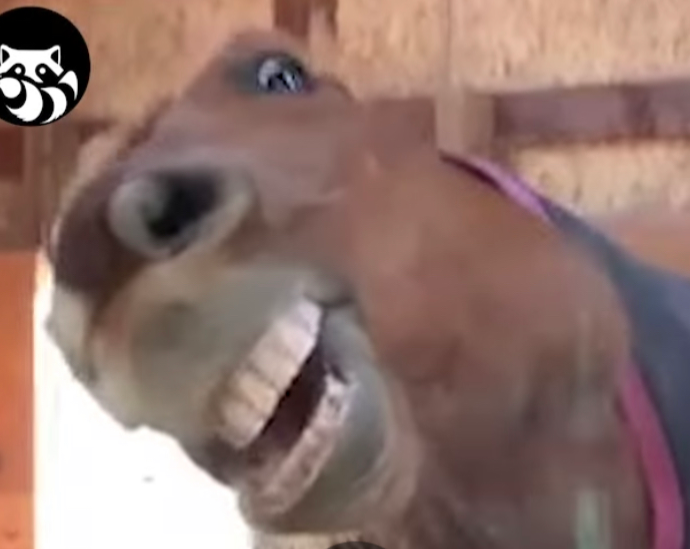 Cursed Horsey Blank Meme Template