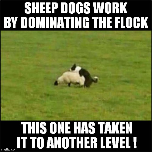 Doggy Style Dominatrix | SHEEP DOGS WORK BY DOMINATING THE FLOCK; THIS ONE HAS TAKEN IT TO ANOTHER LEVEL ! | image tagged in dogs,sheep,dark humour | made w/ Imgflip meme maker